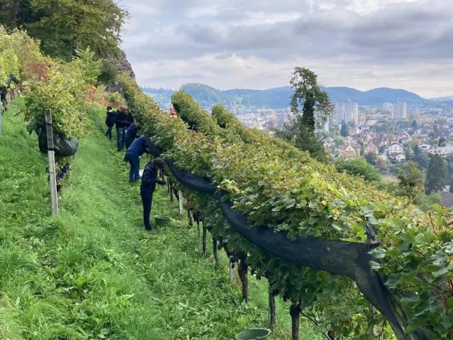 PACHTZINSÜBERGABE ZUNFT ZUR SANKT CORDULA AN DEN BADENER WEINTAGEN