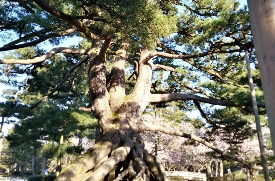 "Von sprechenden Bäumen" - und andere Baumgeschichten