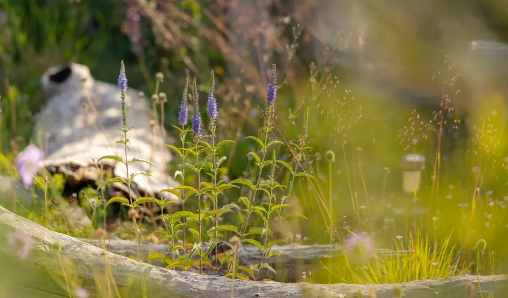 Wechselflor ade: Naturnahe, repräsentative Flächen im Fokus
