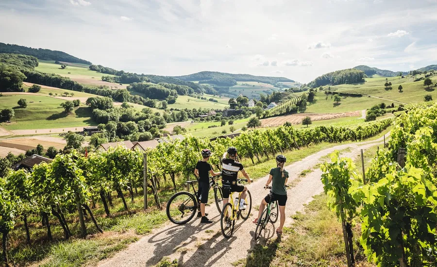 Schweiz. ganz natuerlich.                                     Bikergruppe in den Rebbergen von Oberflachs, wo z.T. noch roemischer Wein hergestellt wird.