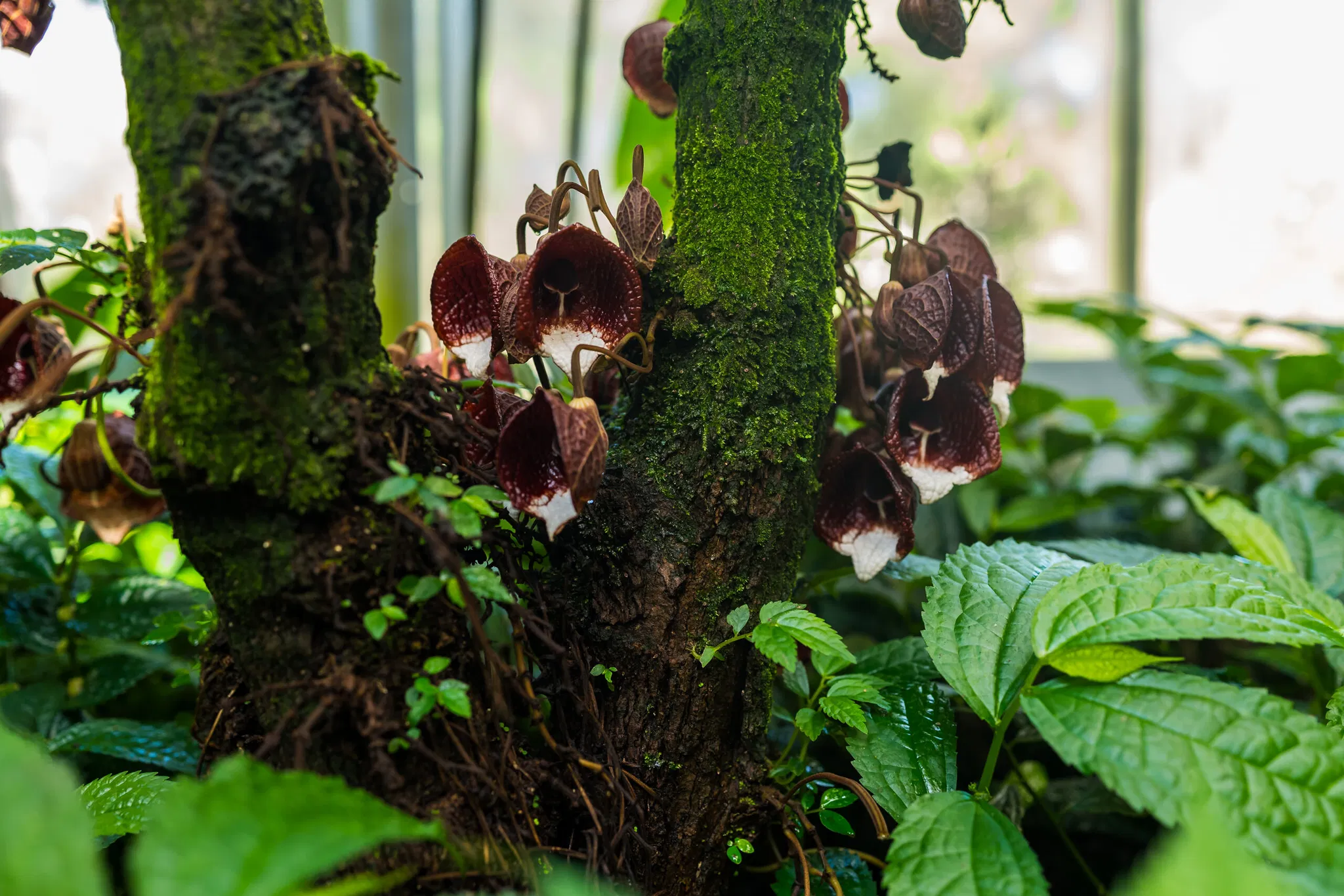 SKB_2026_BE-BotanischerGarten_1020162_Web_(c)StadtKonzeptBasel.jpg