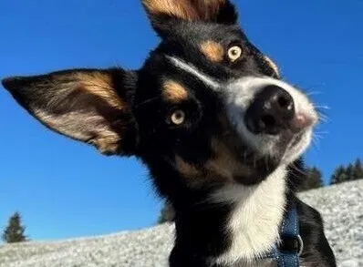 Mein Hund Chico
