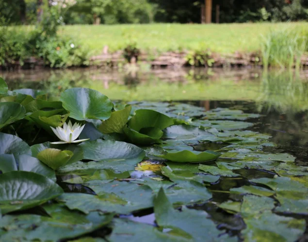 Bally Park Bally Park