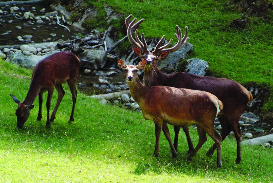 Die intakte Natur und Tierwelt im Roggenhausen erleben Die intakte Natur und Tierwelt im Roggenhausen erleben