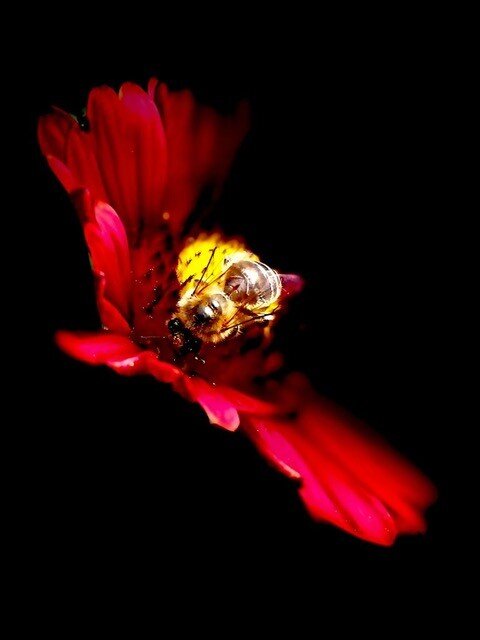 Blumen-Melodien