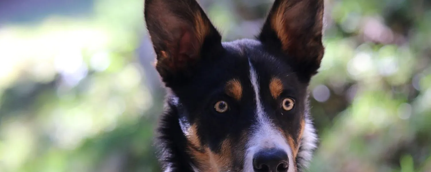 Hundeschule Arosa und Dübendorf