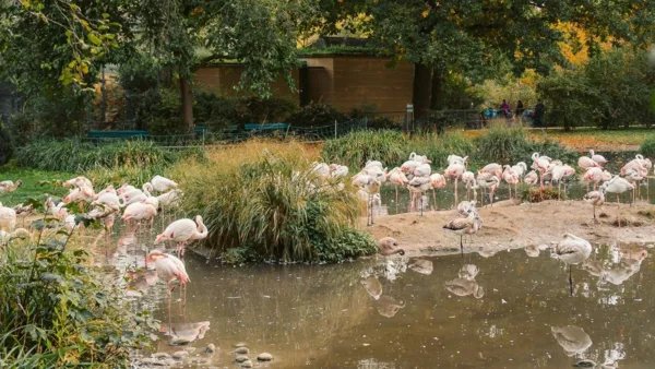 BaselLive Newsletter #142