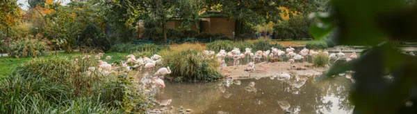 BaselLive Newsletter #142