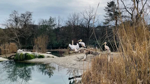 BaselLive Newsletter #203