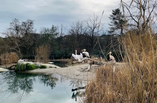 BaselLive Newsletter #203