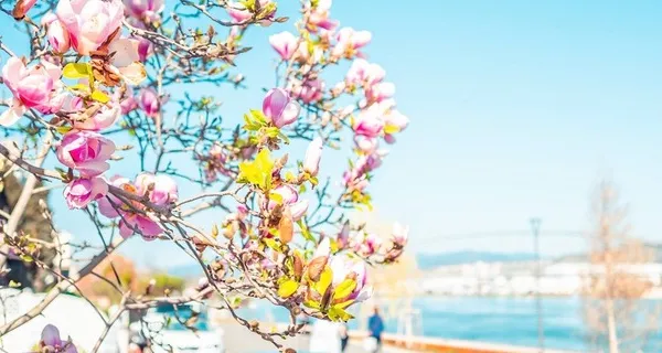 BaselLive Newsletter Edition #51