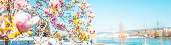 BaselLive Newsletter Edition #51