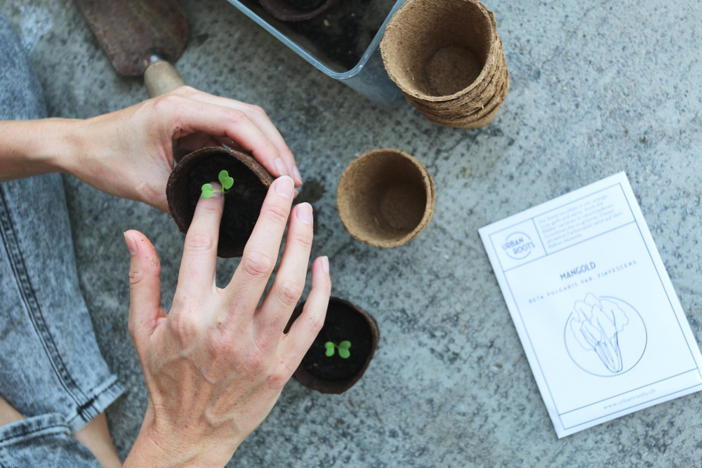 Beim Workshop von Urbanroots lernst du, wie du auch ohne Garten erfolgreich Gemüse anpflanzen kannst.