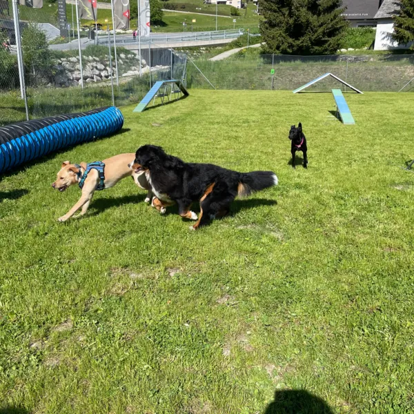 Hundetage Disentis 2021
