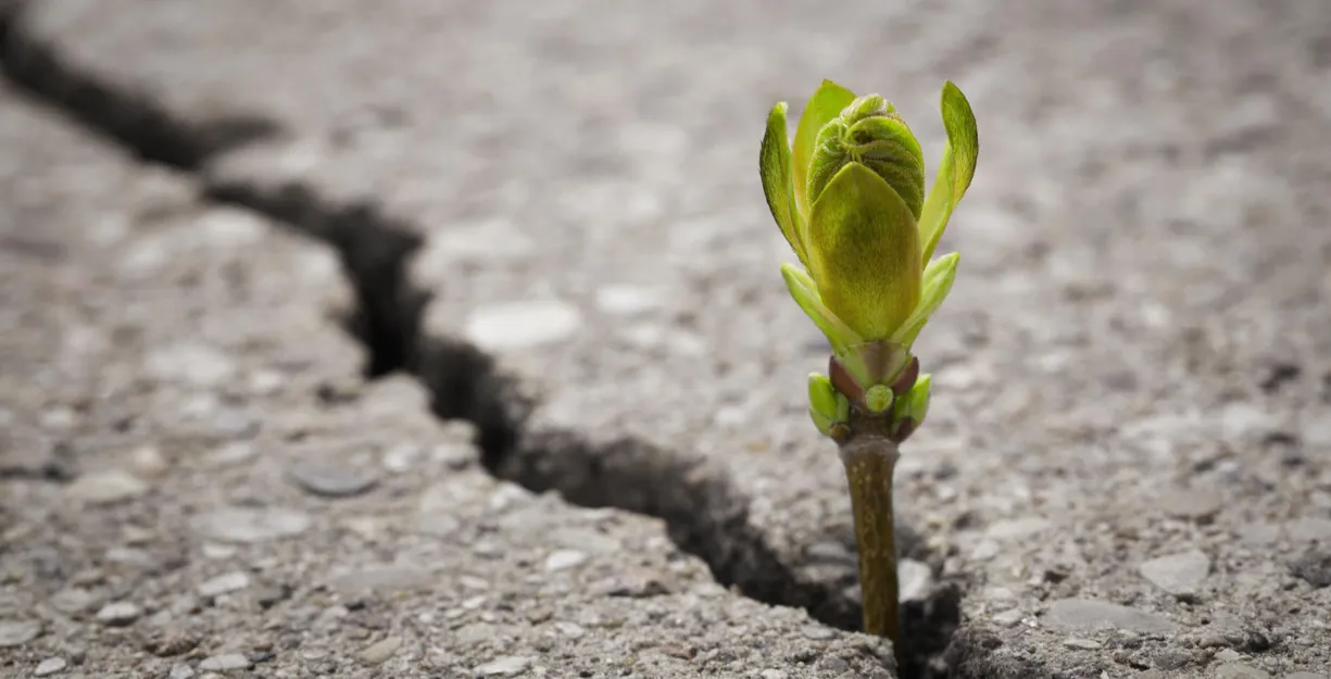Knospe im Asphalt.