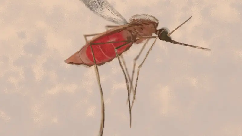 The Resistant Mosquito