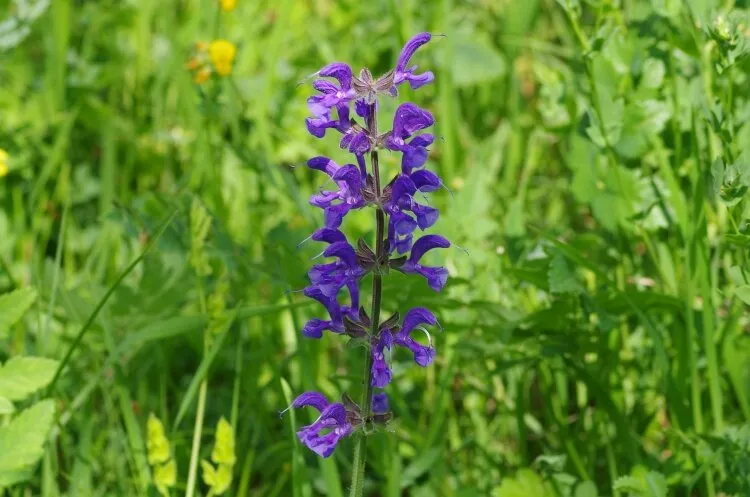 Orchideenlehrpfad Orchideenlehrpfad
