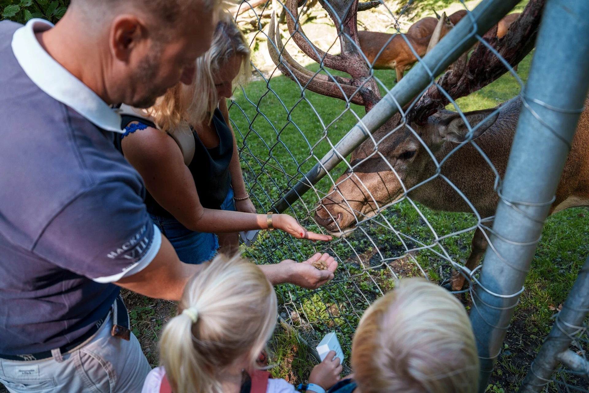 Ein Tag auf «du und du» mit Hirschen, Wildschweinen und Co. Ein Tag auf «du und du» mit Hirschen, Wildschweinen und Co.