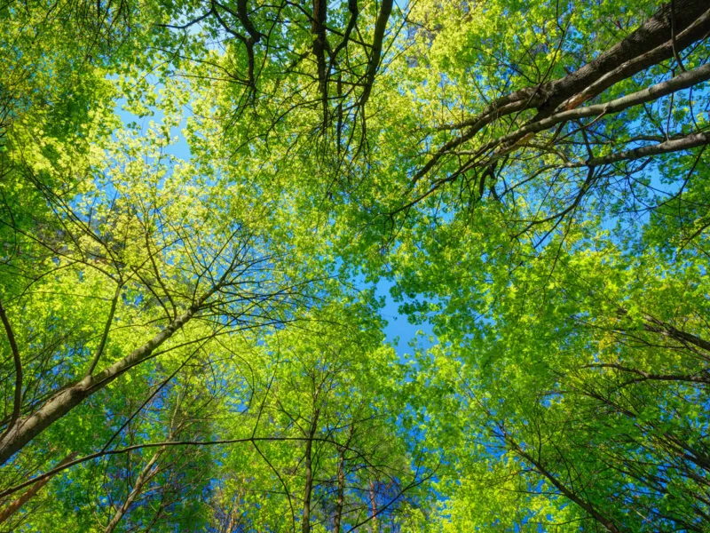 Spring Summer Sun Shining Through Canopy Of Tall Trees. Sunlight In Deciduous Forest, Summer Nature. Upper Branches Of Tree. Low Angle View. Woods Background.