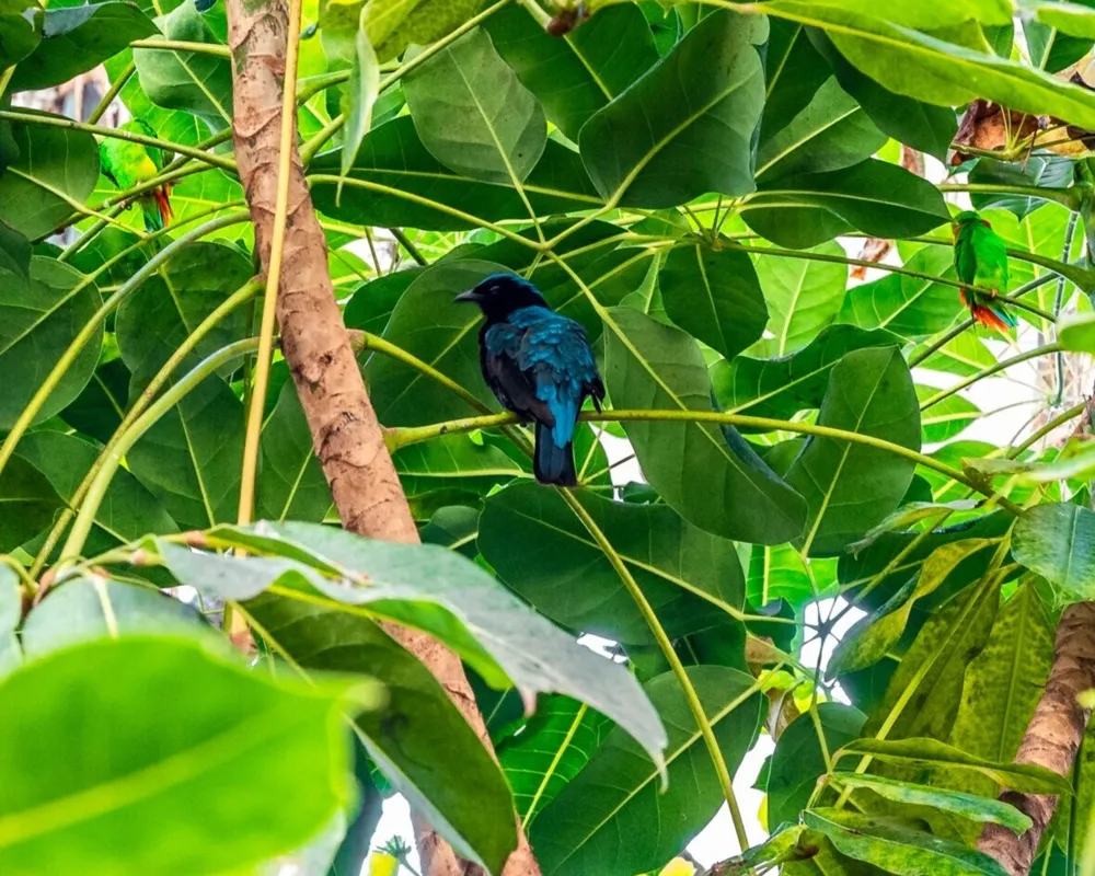 Glückshormone im Vogelhaus