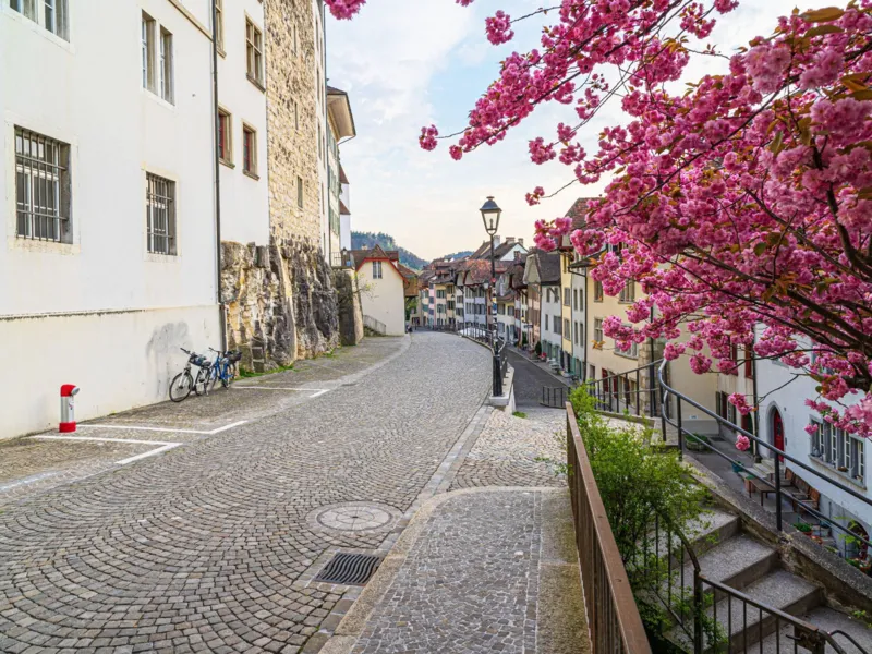 Halden Aarau mit blühendem Baum