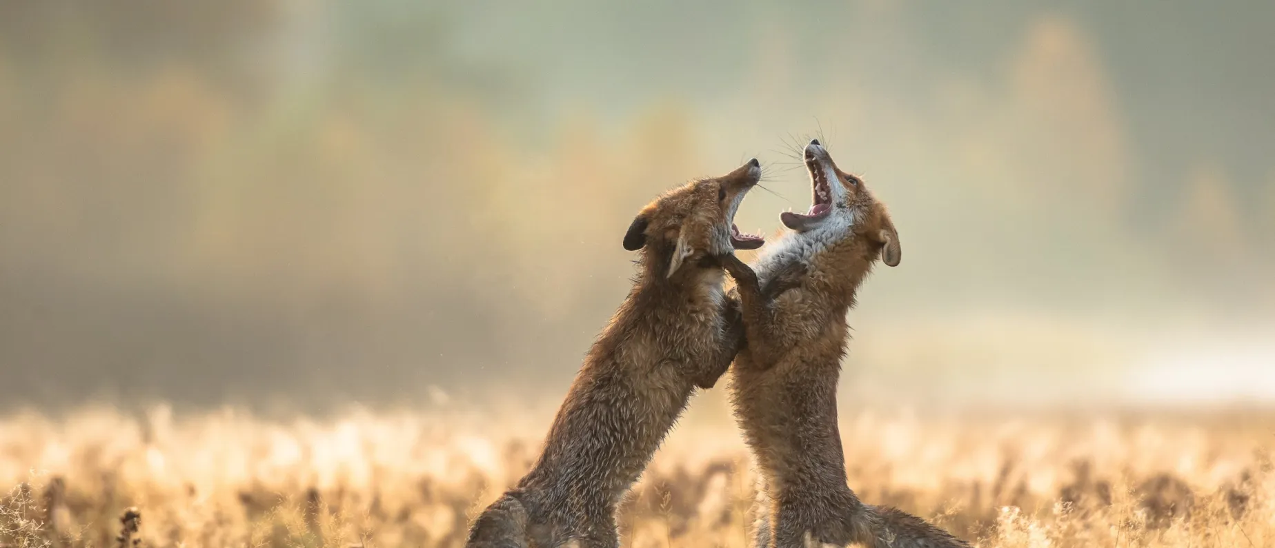 Prämiertes Bild vom Schnappschuss-Wettbewerb des Naturhistorischen Museum Basel, 2019/20