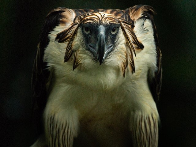 Philippine Eagle (Pithecophaga jeffery), captive, Philippine Eagle Center, Davao, Mindanao, Philippines (© klaus Nigge)