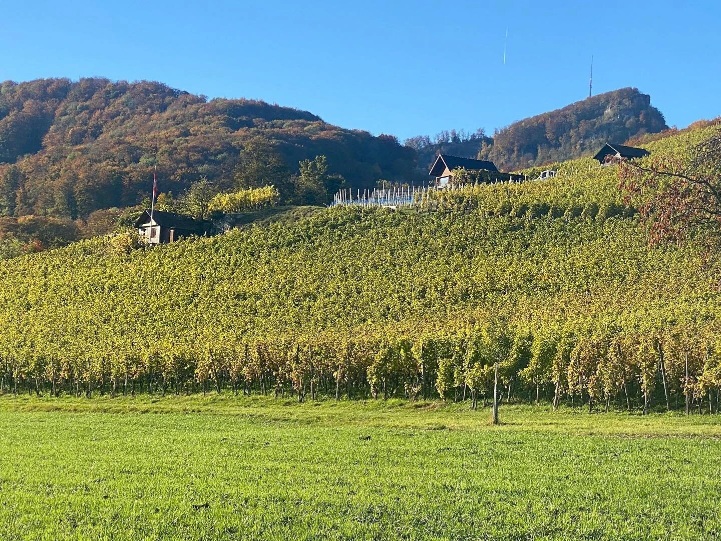 Wehrli Weinbau Küttigen