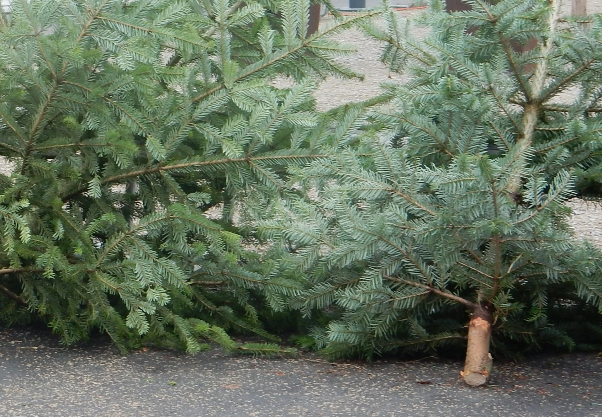 Oh Tannenbaum… Weihnachtsbaumverkauf