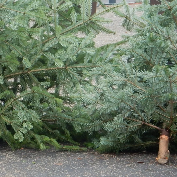 Oh Tannenbaum… Weihnachtsbaumverkauf