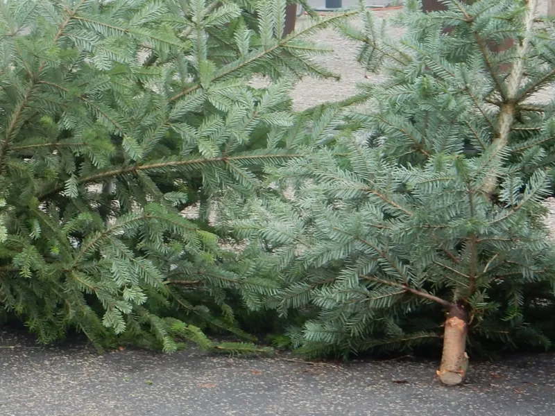 Oh Tannenbaum… Weihnachtsbaumverkauf