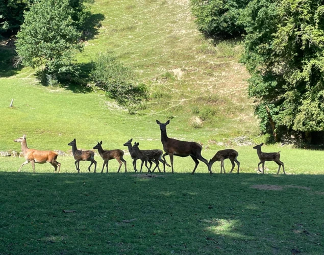 Wildpark Roggenhausen
