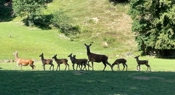Wildpark Roggenhausen Wildpark Roggenhausen