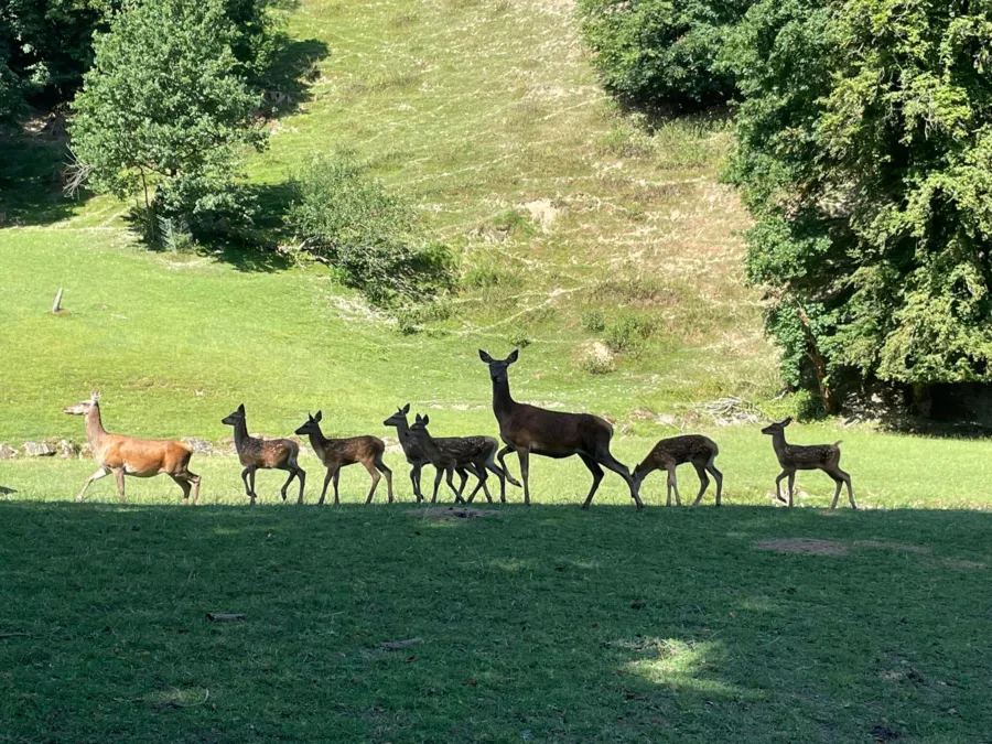 Roggenhausen: die Natur und Tiere beobachten Roggenhausen: die Natur und Tiere beobachten